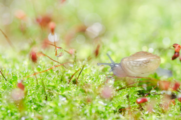 Snails and moss
