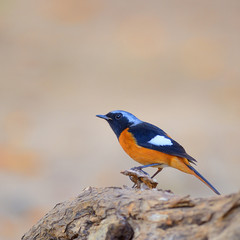 Bird on the best perch (Duarian Redstart) , Chiangmai Thailand