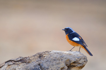 Bird on the best perch (Duarian Redstart) , Chiangmai Thailand