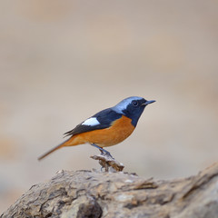 Bird on the best perch (Duarian Redstart) , Chiangmai Thailand