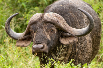Fototapeta premium African buffalo in the bushveld, South Africa