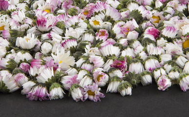 Sleeping Daisies background