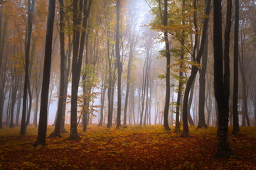 Foggy forest with a mystic feel