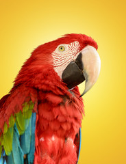 Parrot Red Blue Macaw
