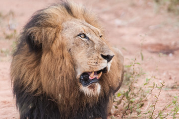 Male lion in the bushveld, South Africa