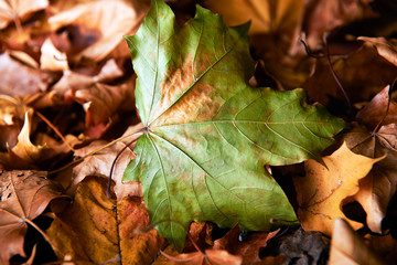 Autumn leaves