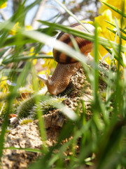 Snail in the garden