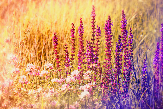 Purple flower in spring © PhotoIris2021