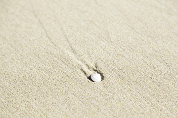 Fototapeta na wymiar Powłoki na piasku na plaży