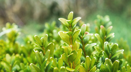 Obraz premium grüne Heckenpflanze