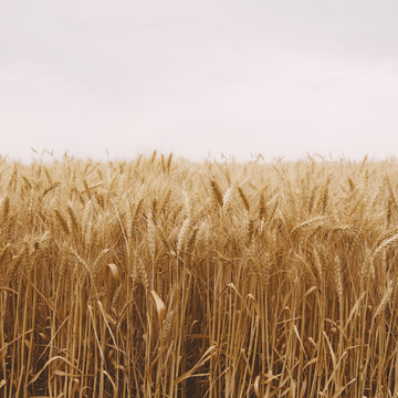 A Field Of Ripening Wheat Growing, Near Pullman In Whitman County. 