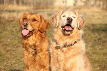 Golden Retriever