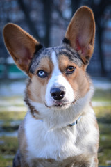 Cardigan Welsh Corgi portrait