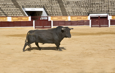 Puissant taureau espagnol