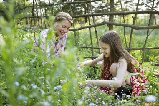 A Mother And Daughter Together In A Plant Enclosure With A Homemade Fence. Picking Flowers And Plants. Green Leafy Foliage. 