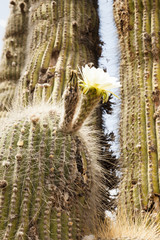 Cactus Flower