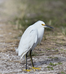 Snowy Egret