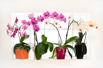 Collection d'orchidée sur un rebord de fenêtre