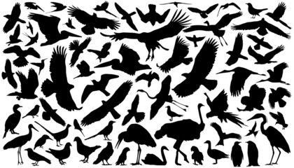 Obraz premium birds silhouettes