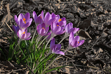 Krokus