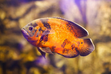 Astronotus ocellatus (Tiger), big fresh-water fish