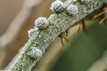 branch with hoarfrost
