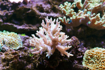 Naklejka na ściany i meble Colorful coral in aquarium