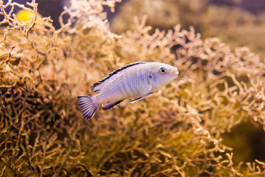 Blue African Cichlid from Lake Malawi