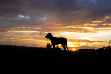 Cane corso in sunset