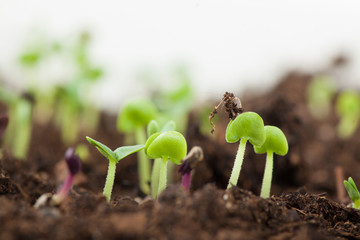 young green sprouts