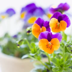 colorful pansies with tiny drops of morning dew.