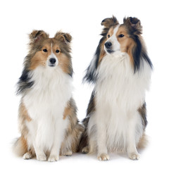 shetland dogs