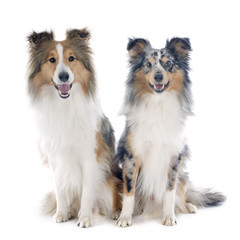 shetland dogs