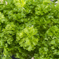 Parsley Plant (close-up shot)