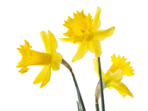 jonquilles