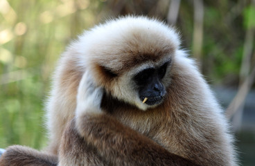 Monkey - Gibbon