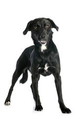Naklejka premium crossbred labrador