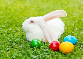 White easter rabbit in green grass