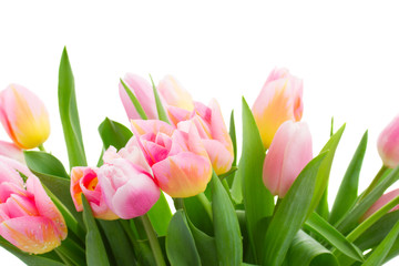 yellow and pink tulips border