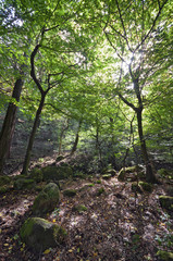 Morning forest with moorland vertical