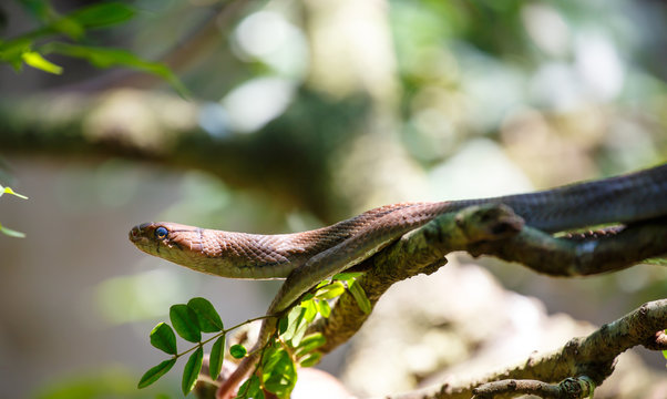 Snake hiding in the bushes 