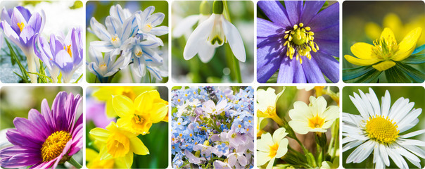 Frühlingsblumen - Collage