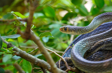 Snake hiding in the bushes 