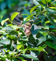 Fototapeta premium Snake hiding in the bushes 