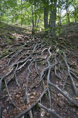 Tree roots up on the hill