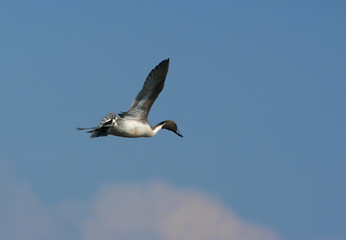 Obraz premium Pintail Duck in flight