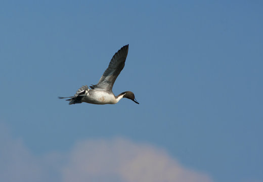 Pintail Duck in flight