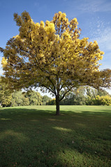 Autumn tree in the park low view