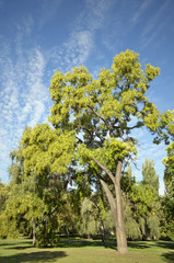 Sunny autumn tree in the park