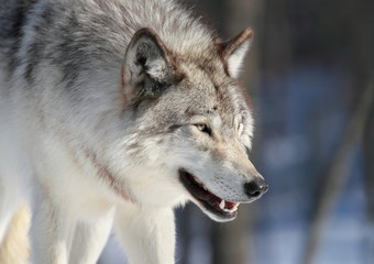 Fototapeta premium portrait loup gris